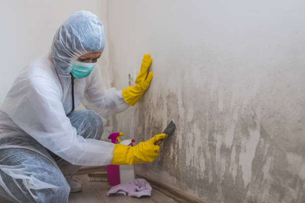 Best Attic Mold Removal  in Union, SC