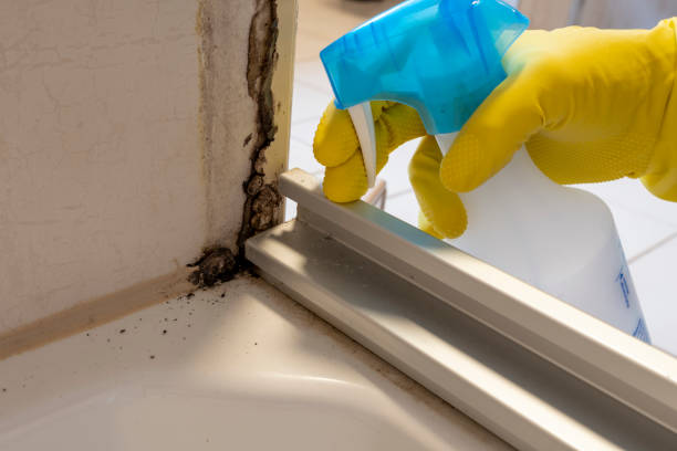 Best Residential Mold Removal  in Union, SC