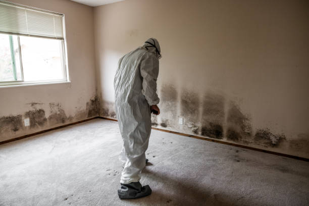 Attic Mold Removal in Union, SC